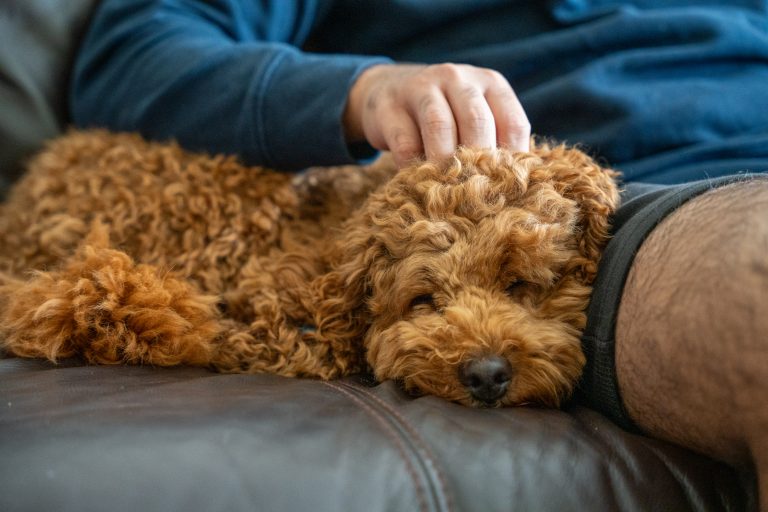 Brown Cockapoo dog lying on sofa asleep