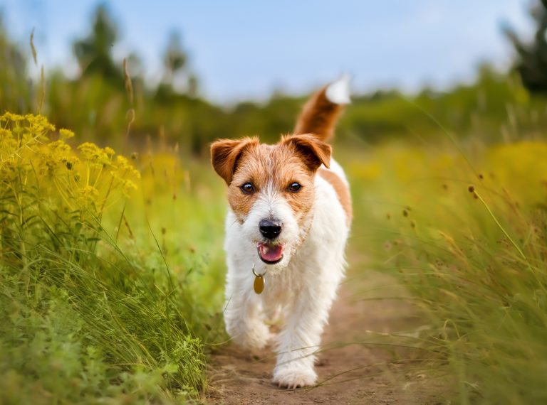 Happy Healthy Pet Dog Puppy Walking In The Grass In Spring