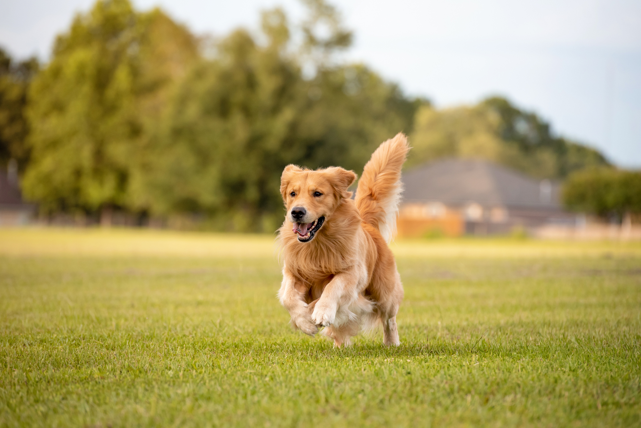 Temperaments of a Golden Retriever