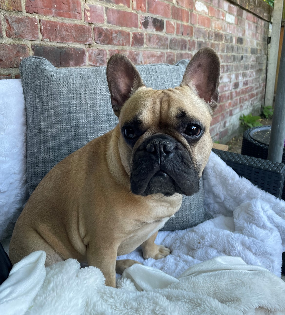 Barking Mad Norwich Help Rehome Anxious French Bulldog