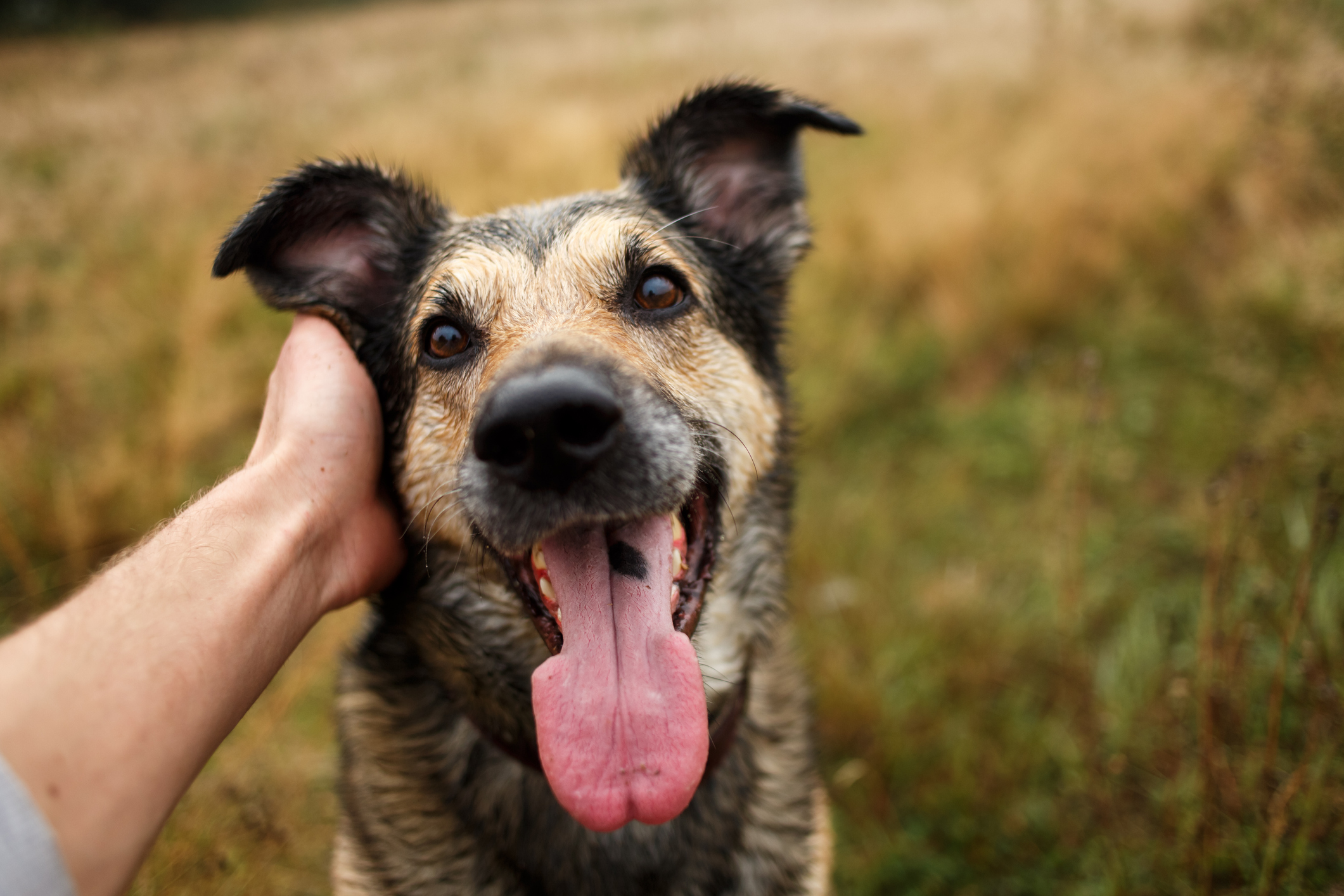 Therapeutic Benefits of Dogs for Mental Health