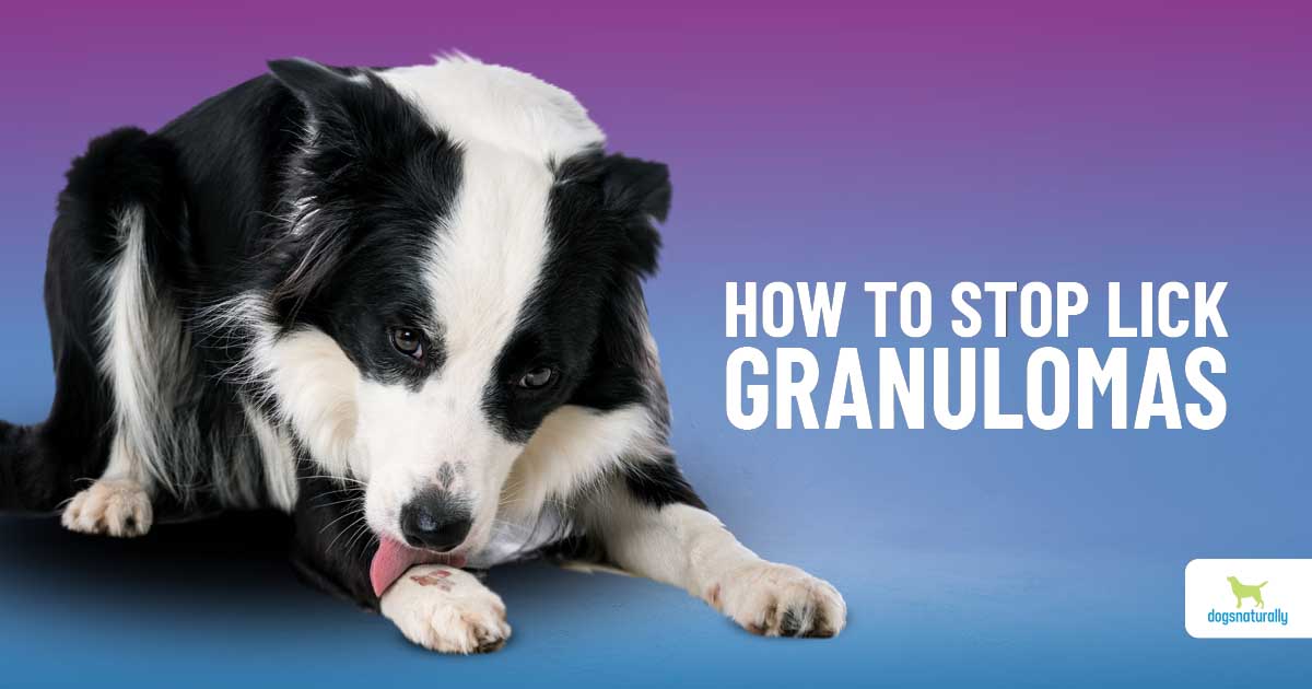 5 Steps To Heal Your Dog’s Lick Granuloma