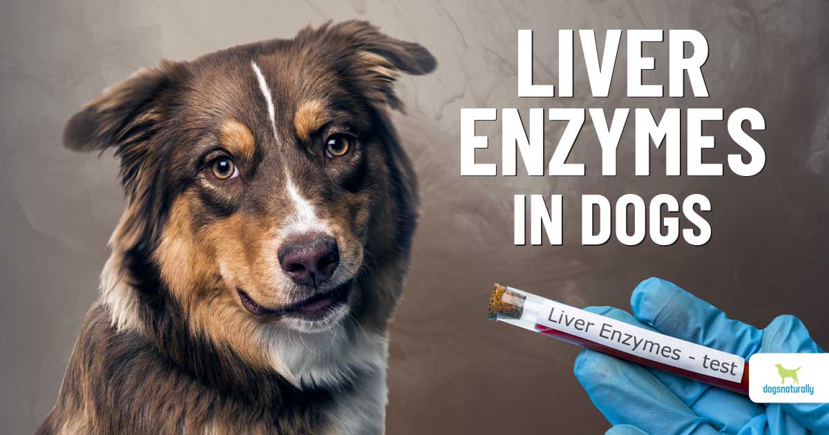 A Vet’s Guide To Elevated Liver Enzymes In Dogs