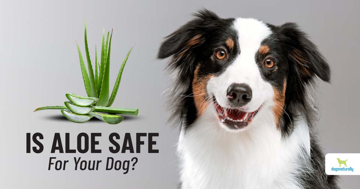 Aloe Vera For Dogs: 7 Uses [And 1 Warning]