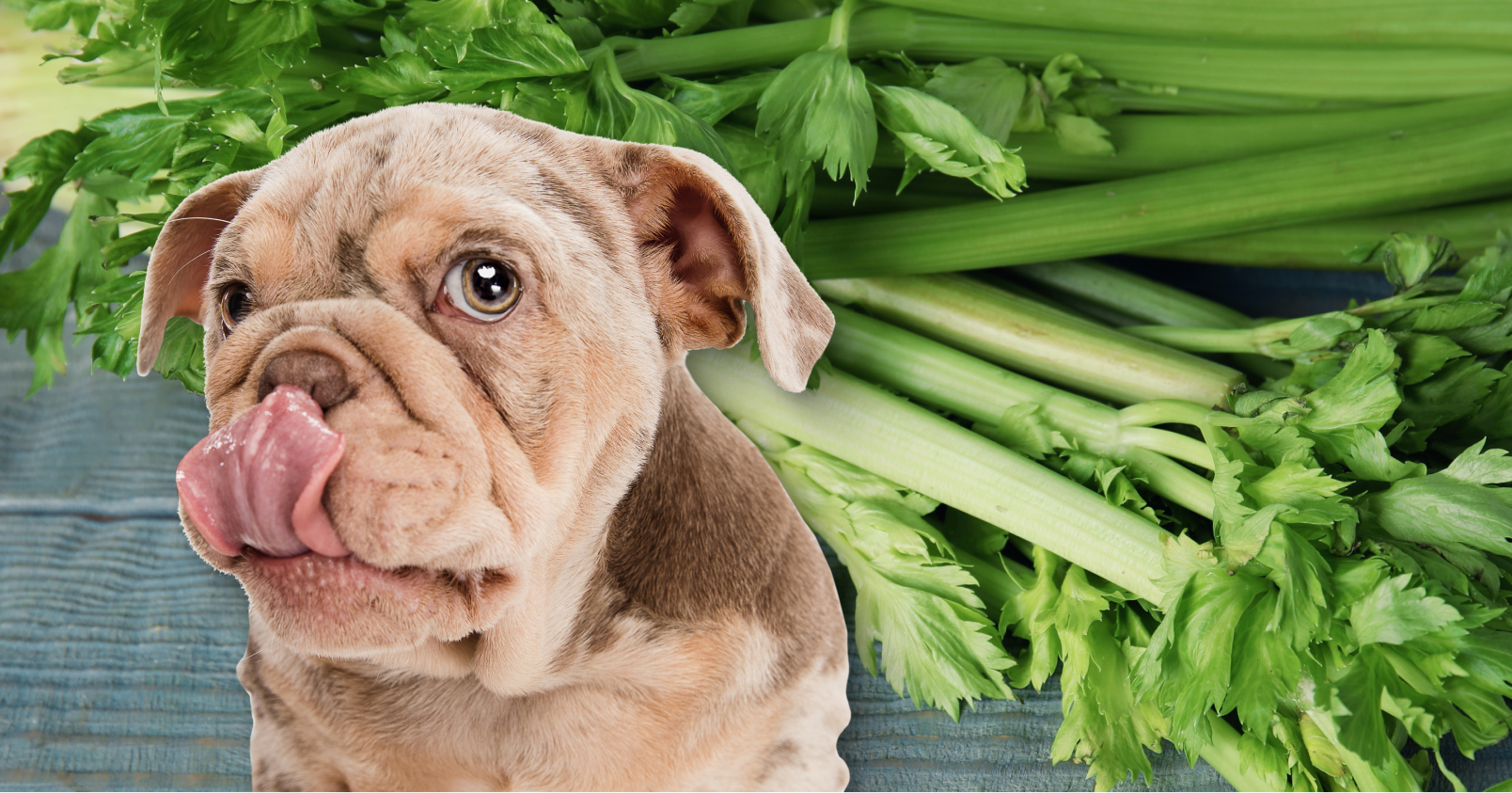 Can Dogs Eat Celery? - Dogs Naturally