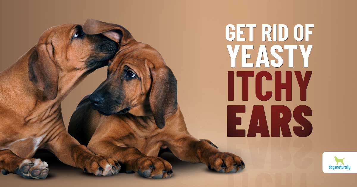 Dog Ear Yeast Infection: Causes & Solutions