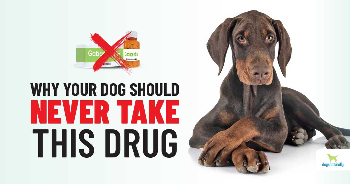 Gabapentin For Dogs: Know The Risks