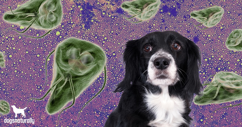 Giardia In Dogs: Causes, Symptoms & Treatment