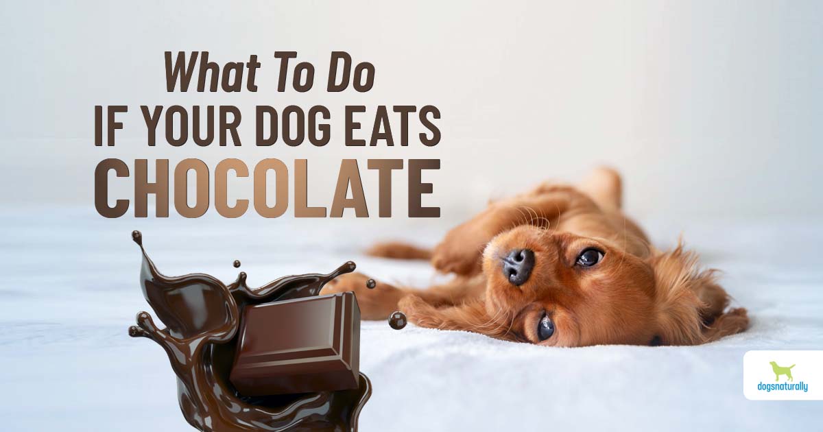 Here’s What To Do If Your Dog Eats Chocolate