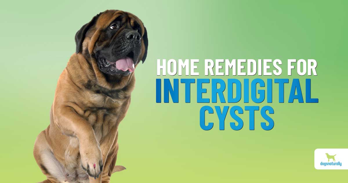 Interdigital Cysts In Dogs: How To Treat Them