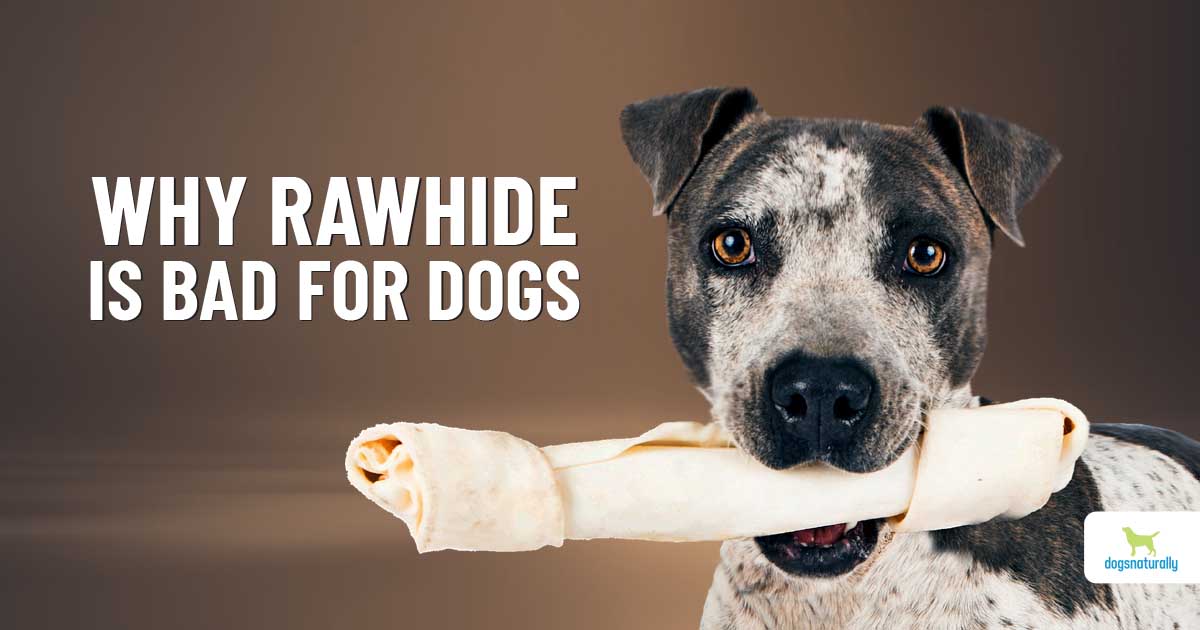 Is Rawhide Bad For Dogs? The Shocking Truth