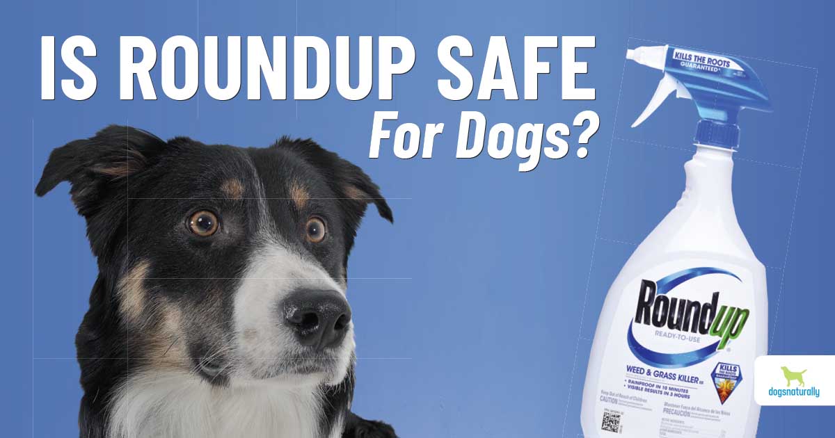 Is Roundup Safe For Dogs? Know The Risks