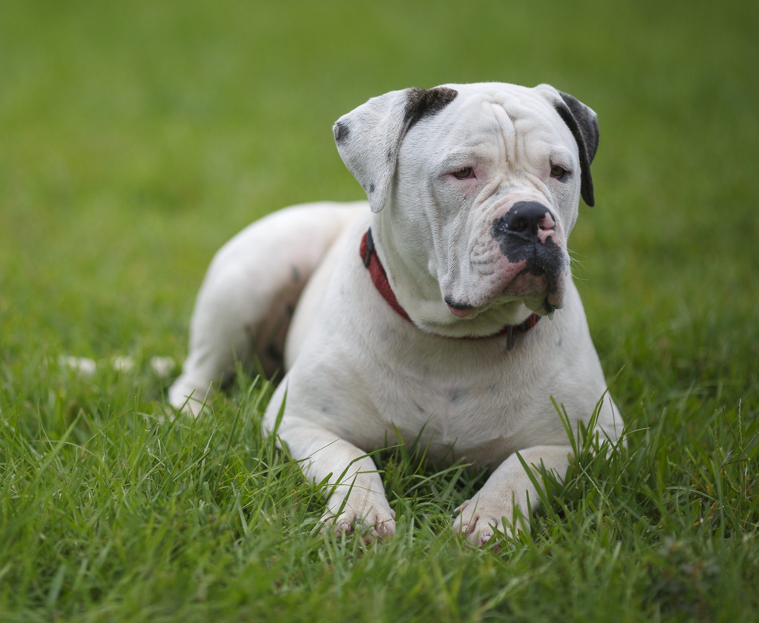 New Legislation Impacting XL Bully-Type Breeds