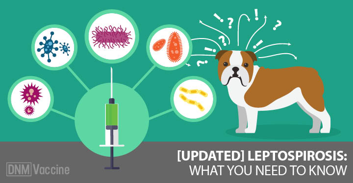 Should You Vaccinate Leptospirosis In Dogs?- Dogs Naturally