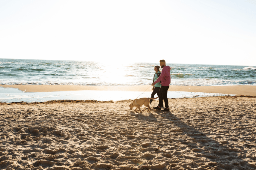 Two people strolling with a dog on a sandy beach, the ocean stretching beyond. The sun shines brightly, creating a serene atmosphere. Their peaceful walk is complemented by NDIS support, ensuring every step is filled with care and ease against the backdrop of endless waves.