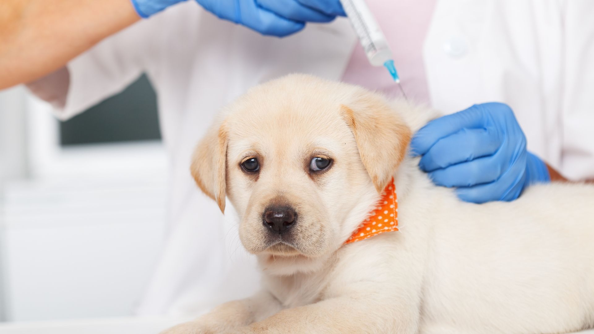 A Guide to Vaccinating Your New Puppy in Australia