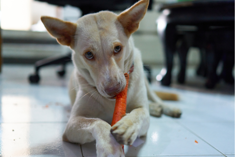 dog eating carrot