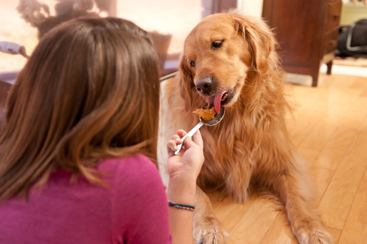 woman feeding dog peanut butter on a spoon