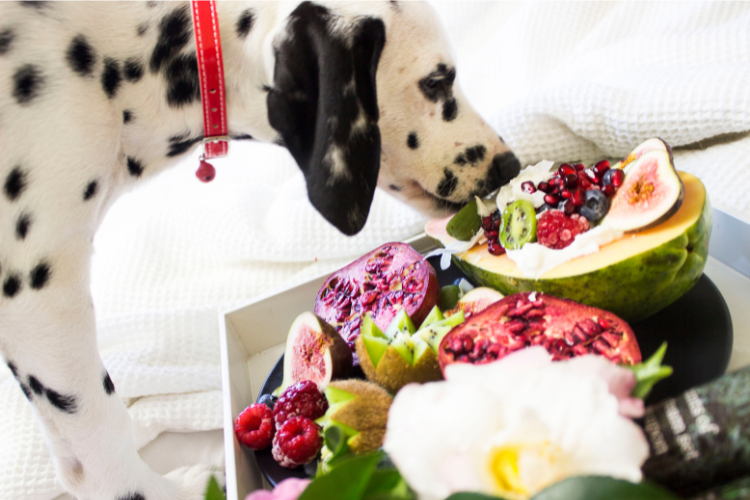 10 Surprising Foods Your Dog Can Safely Enjoy