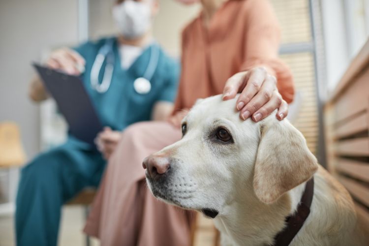 Our Top 5 Tips For A Great Vet Visit With Your Dog