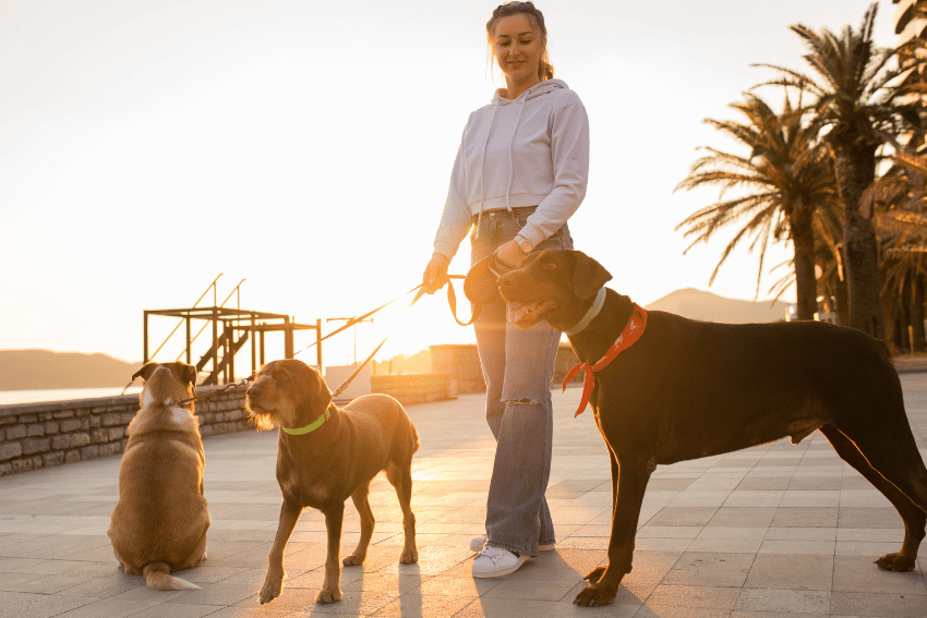 How many Dogs can you walk at once in Australia?