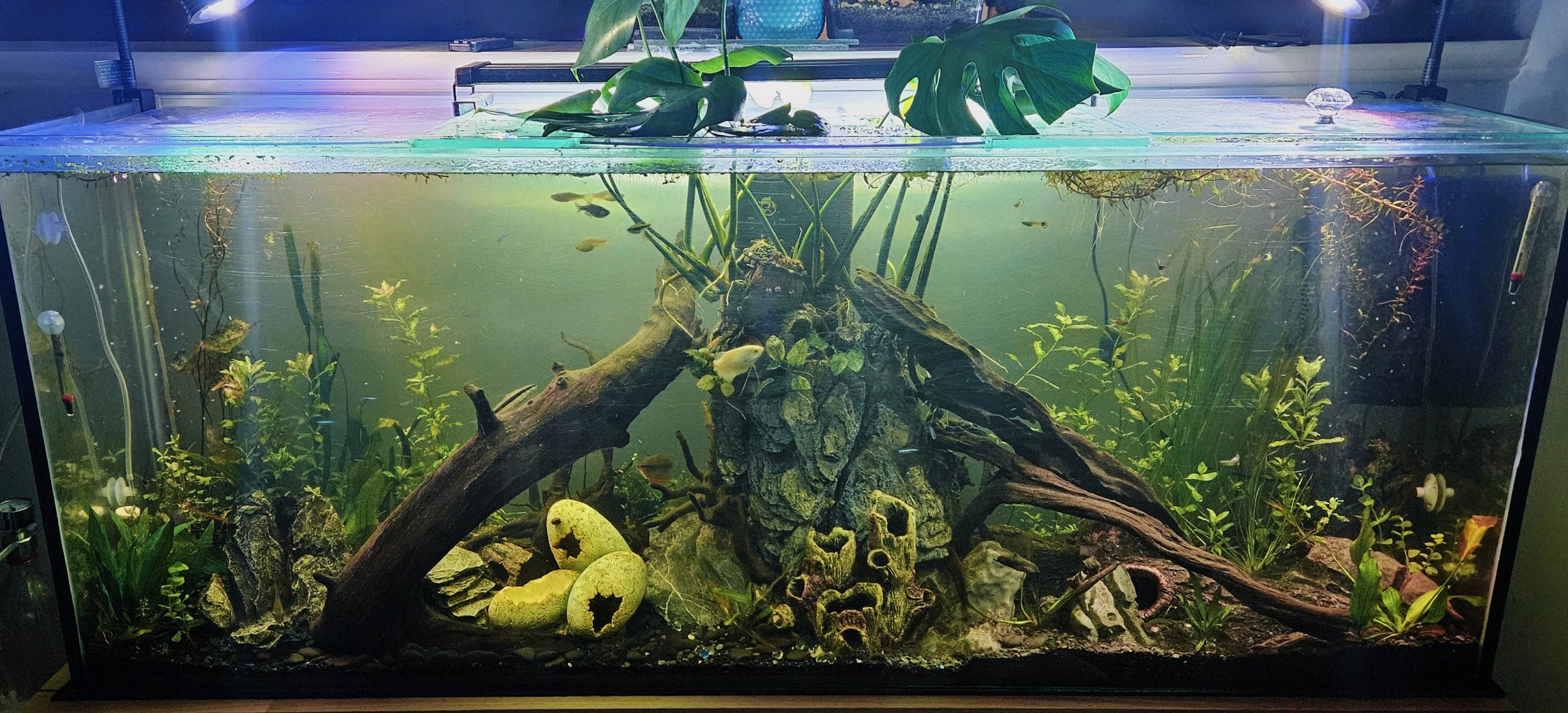 300L tank build – Wonder In Nature