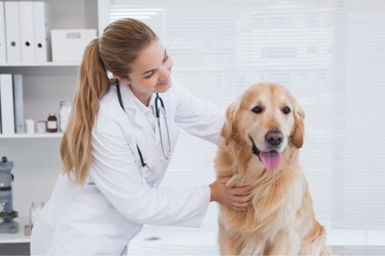 Why Regular Check-Ups For Your Furry Friend Are Important