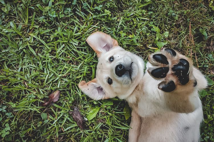 Protecting Your Pets During Natural Disasters