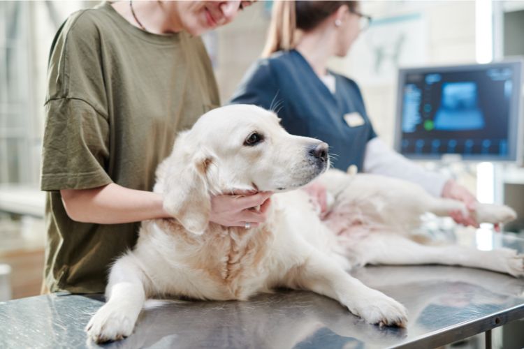 The Role of Technology in Ensuring High-Quality Veterinary Care