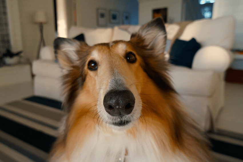 Close-up of a Rough Collie dog with a focused expression, sitting indoors on a black-and-white striped rug. The room in the background is furnished with a white couch, pillows, and a floor lamp, creating a cozy and inviting atmosphere ideal for crisis support or pet care.