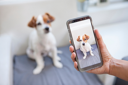 A person holds a smartphone displaying a photo of a small white and brown puppy sitting on a gray cushion in the background. The puppy appears in both the phone screen and in the background, looking towards the camera—a perfect companion for anyone seeking pet care during times of crisis support.