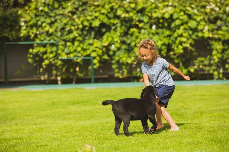 Dog with Child in backyard