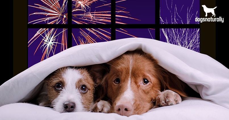 5 Ways To Help Calm Your Dog During Fireworks