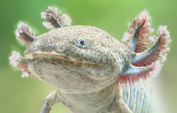 Best Axolotl Diet and Water Temperature