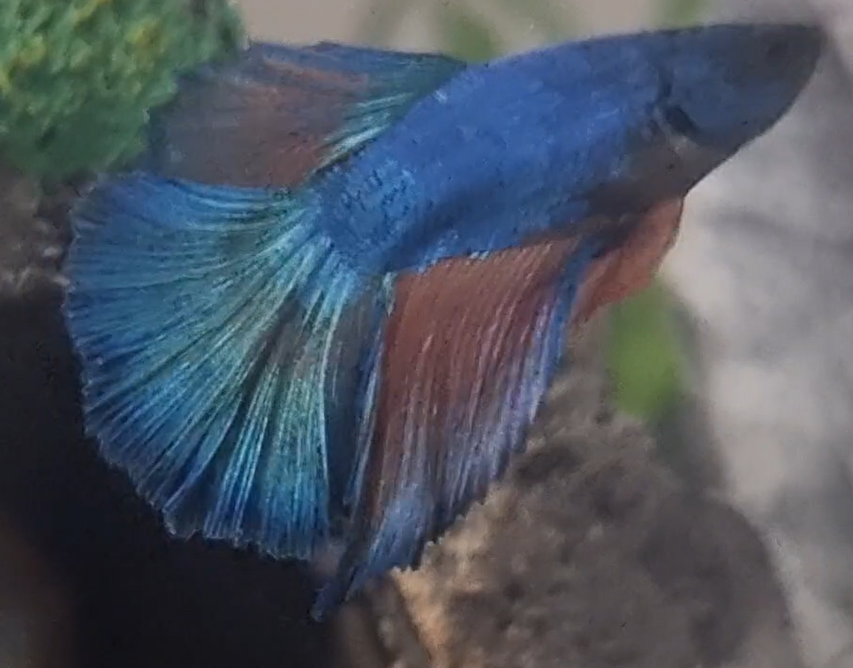 Betta tanks – Wonder In Nature