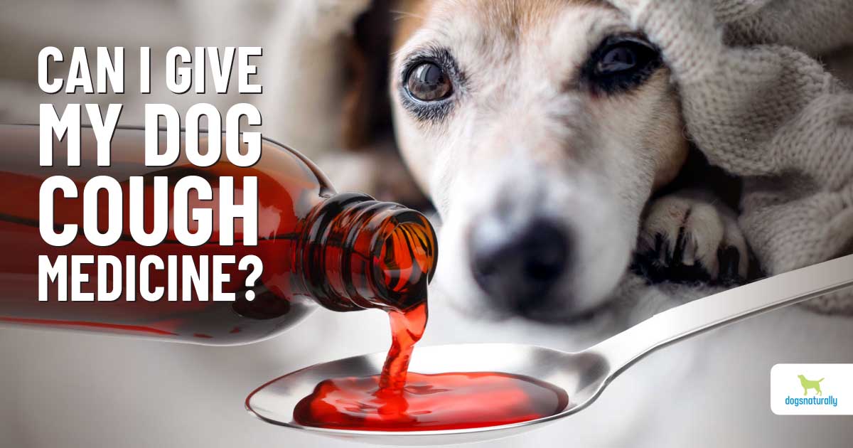 Cough Medicine For Dogs: Risks & DIY Options