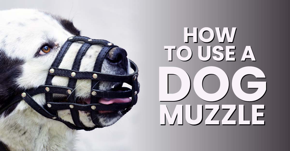 Dog Muzzles: Why, When, And How to Use Them