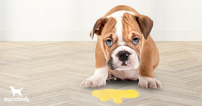 Is Your Dog Throwing Up Yellow? Causes and Simple Fixes