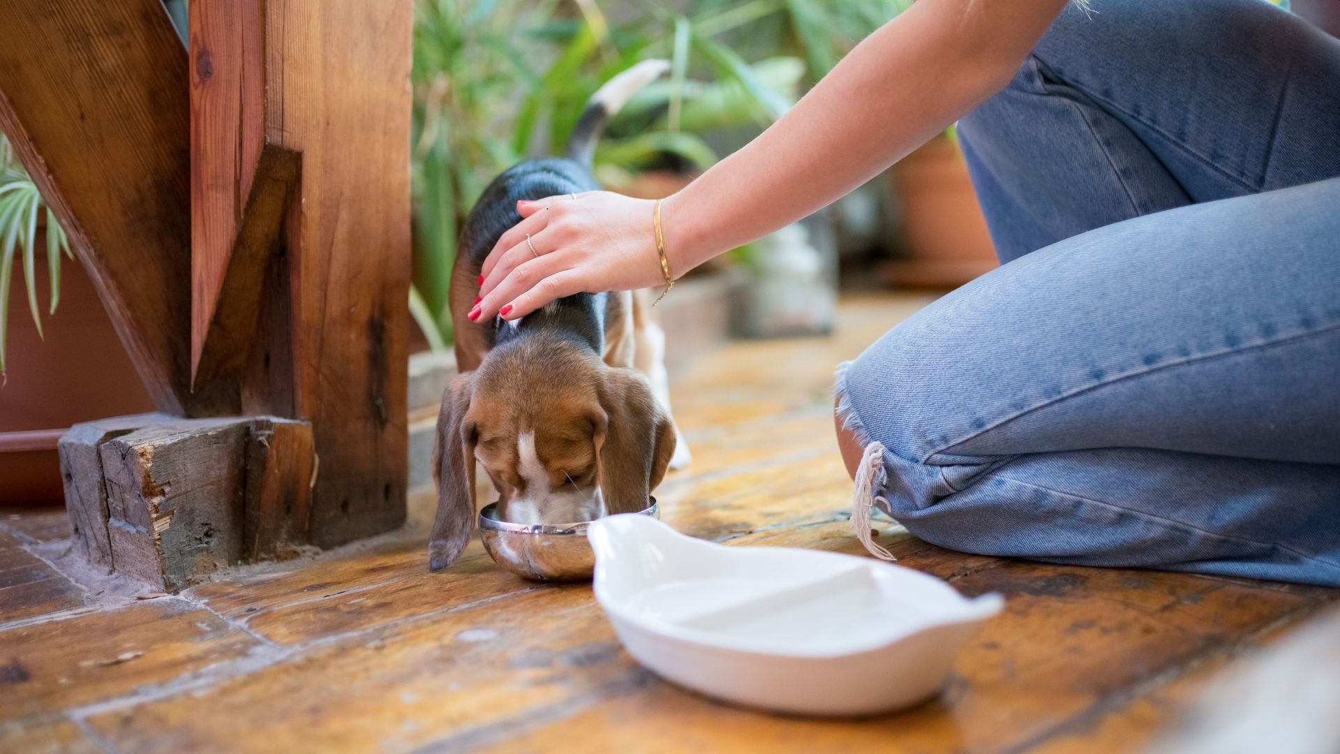 Pet First Aid: What You Should Know