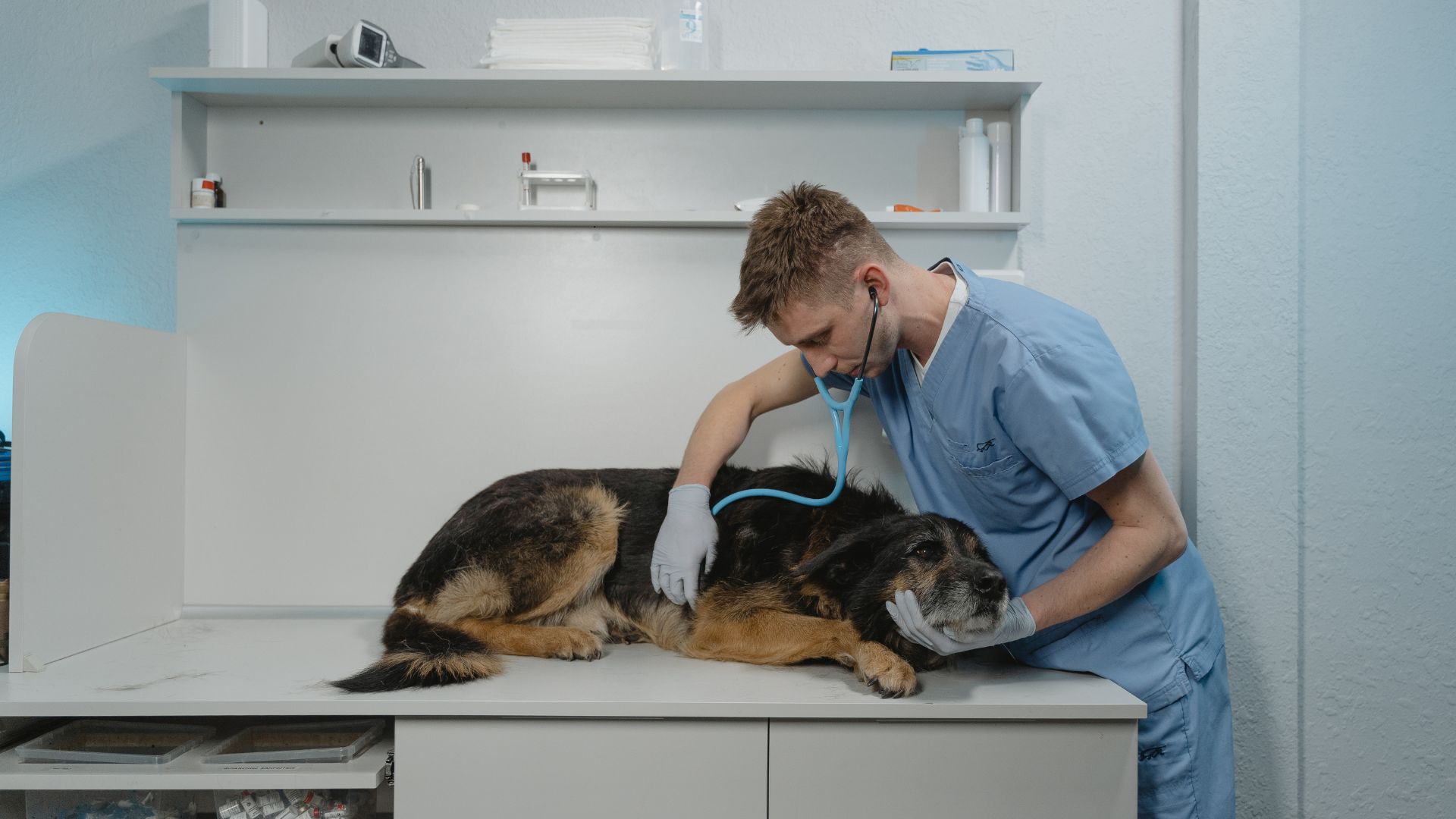 Signs You Need to Go to the Emergency Vet