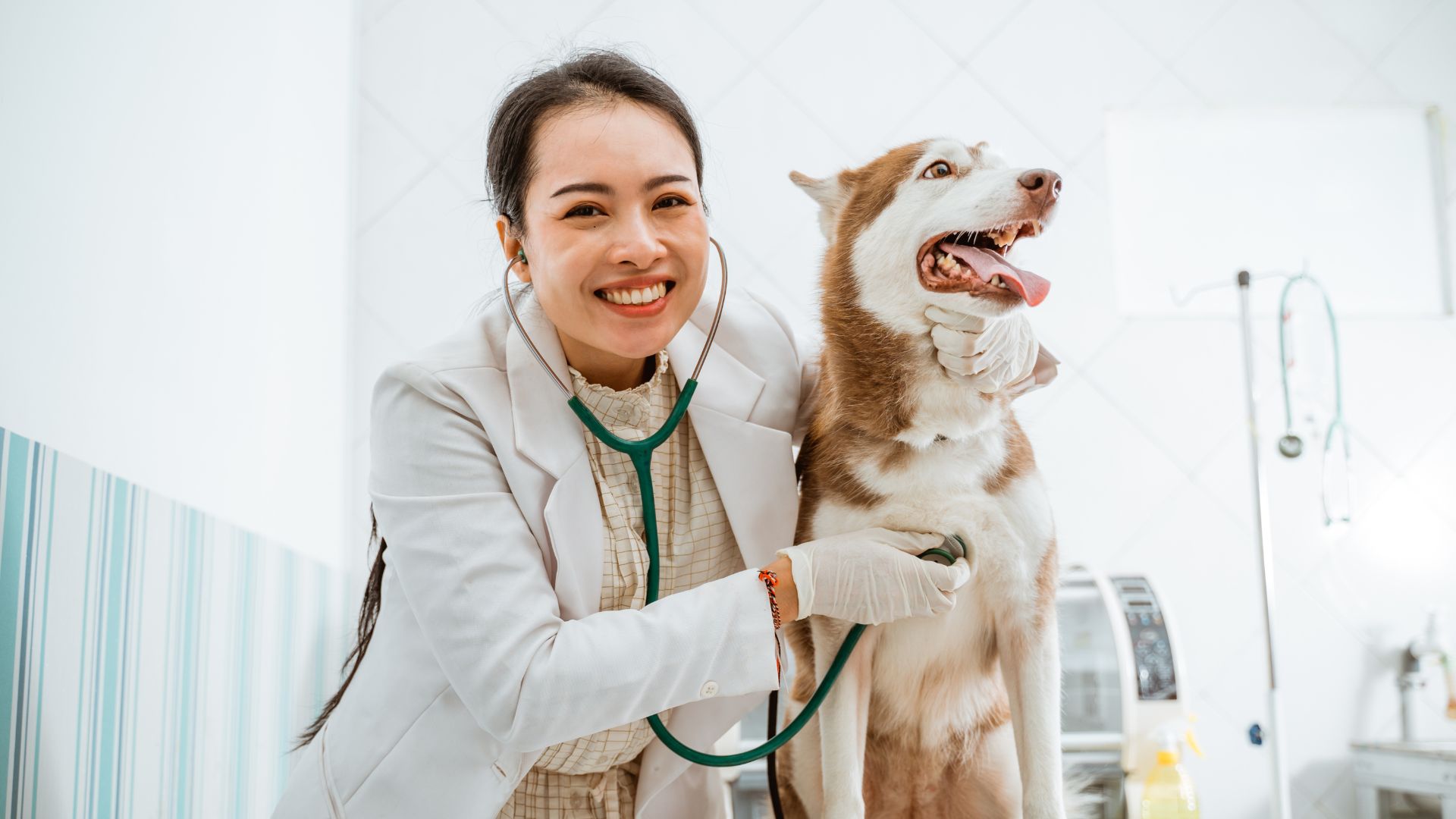 The Benefits of Choosing a Local Vet