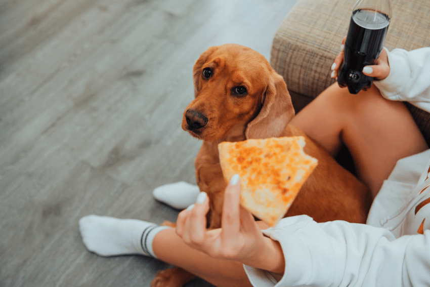 Is Pizza Safe for Dogs?