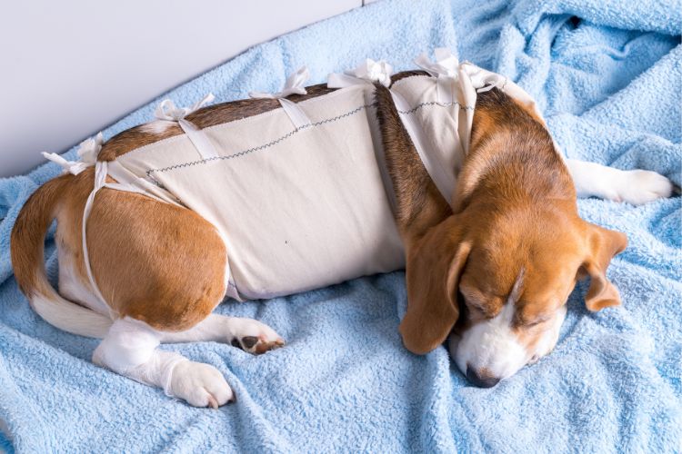 Preparing for and Caring for Your Pet After Surgery