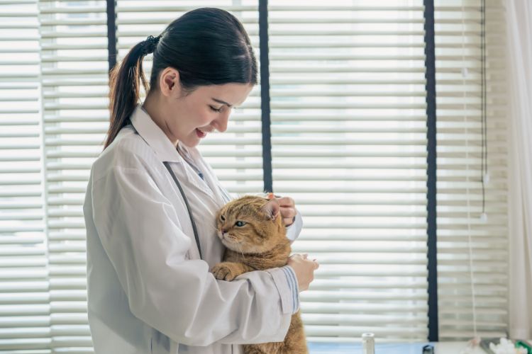 How to Choose the Right Local Vet for Your Pet