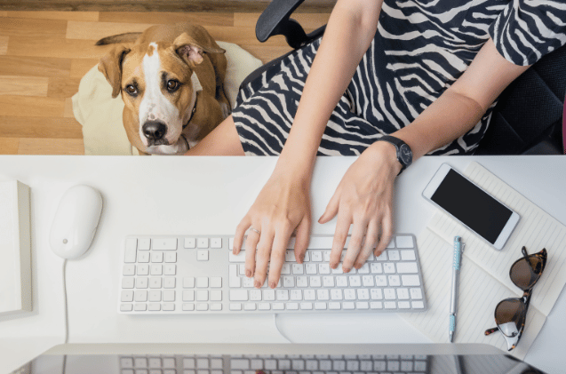 In an office setting, a person in a zebra-print top types away on their keyboard, perhaps researching how to set up a pet business. Nearby, a brown and white dog lounges on a cushion. On the white desk beside them are essentials: a smartphone, pen, and sunglasses. She is working on business operations of setting up a doggy day care pet sitting and dog walking business