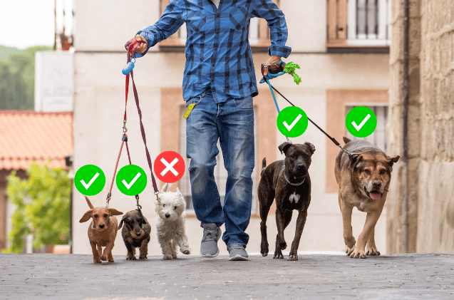 A person walking five dogs on a street reflects the busy life of running a pet business. Four dogs have green check marks above them, showing success, while one with a red X hints at challenges. Dressed in jeans and a blue plaid shirt, they navigate between buildings and trees. Laws for walking multiple dogs at once in Australia