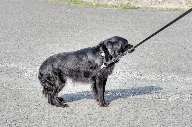 A black dog refusing to walk. The scene, set against gray pavement and a hint of grass, subtly echoes the composure needed when learning how to set up a pet business.