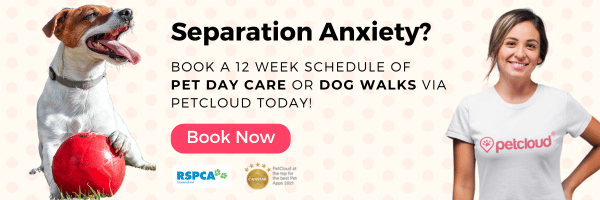 A happy dog with a red ball sits next to text: "Separation Anxiety? Book a 12-week schedule of pet day care or dog walks via PetCloud today and help your dog adjust post-holiday!" A smiling person in a PetCloud shirt stands on the right. Logos for RSPCA and awards are at the bottom.