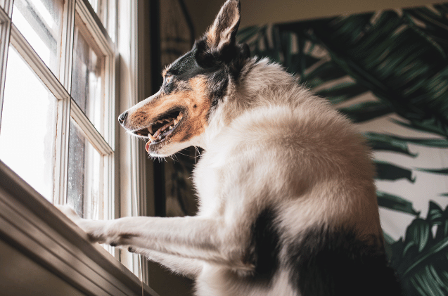 Helping Your Dog Adjust to Post-Holiday Routines