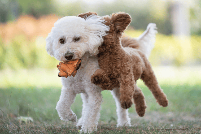 Two small, fluffy dogs playfully tug on an orange toy in their mouths, showcasing how to socialize a puppy before vaccinations. They joyfully run across a grassy area; one is white and the other brown. The background softly blurs into greenery.